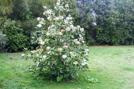 Variadas Plantas y Arboles